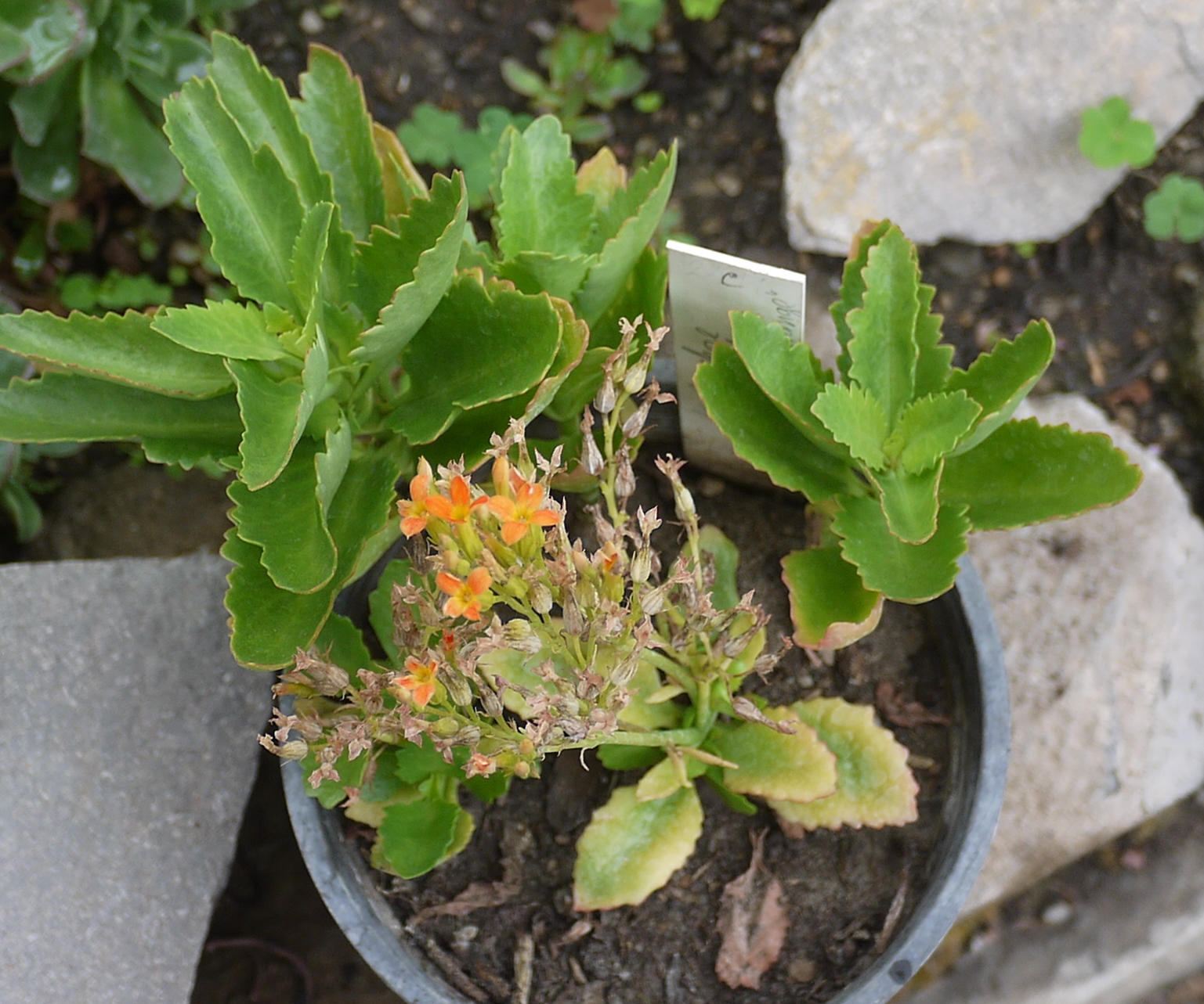 Kalanchoe blossfeldiana